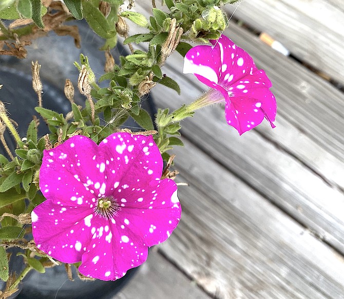 Centerville resident Sybil Dunagan's polkadot petunias are in full bloom.