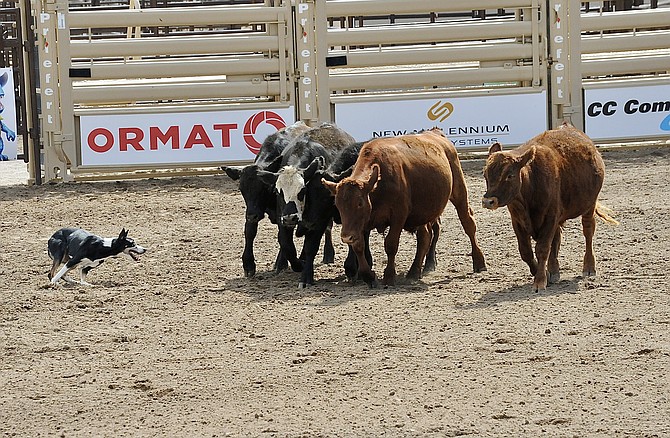 An Australian shepherd herds four calves during a demonstration at the Cantaloupe Festival in Fallon over the weekend.
Photo special to The R-C by Marilyn Smith