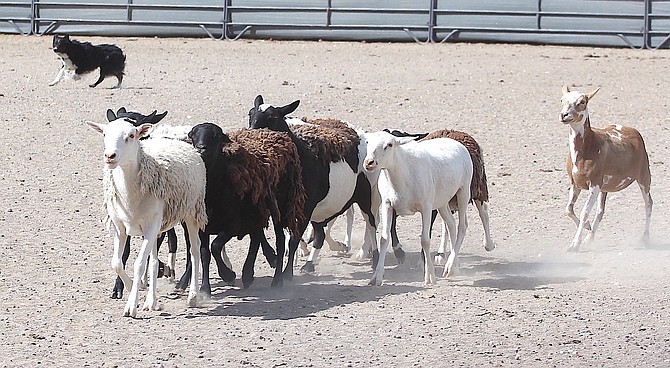 A stockdog works with sheep on Sunday at the Bitterbrush Ranch in Fish Springs.