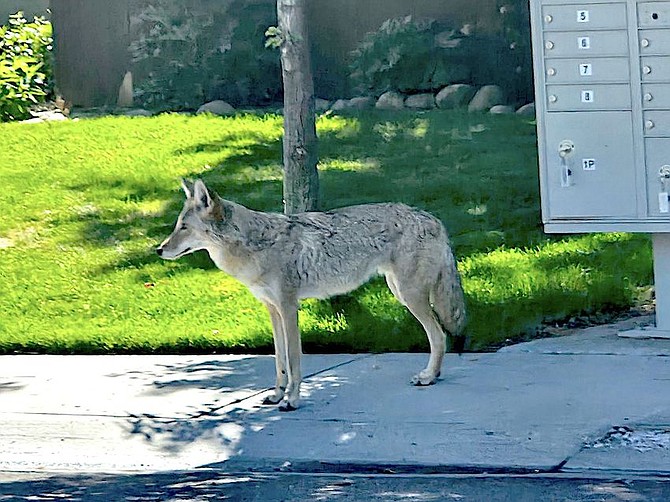 A coyote hangs out near a cluster box in the Gardnerville Ranchos.
Photo special to The R-C by Jeff Bean