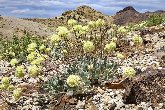 A Tiehm’s buckwheat plant near the site of a proposed lithium mine on May 22, 2020.