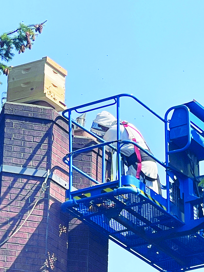 Gary Hall works to relocate a large colony of honeybees that had moved into a sorority house chimney at the University of Puget Sound.