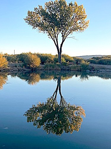 A tree is reflected in the still waters of Seeman Pond on Tuesday in this photo taken by Reggie Mueller.