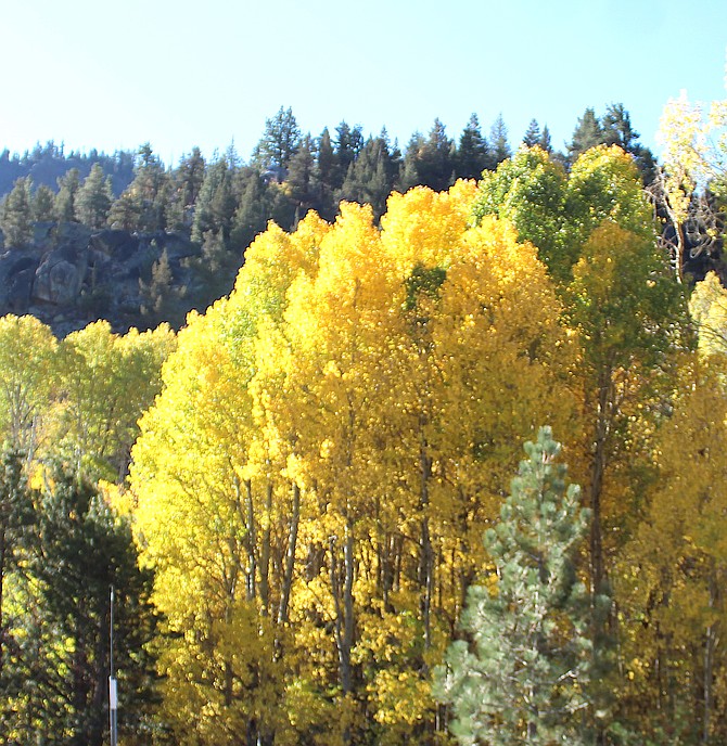 The aspens along Highway 88 in Hope Valley had turned in mid-October 2023.