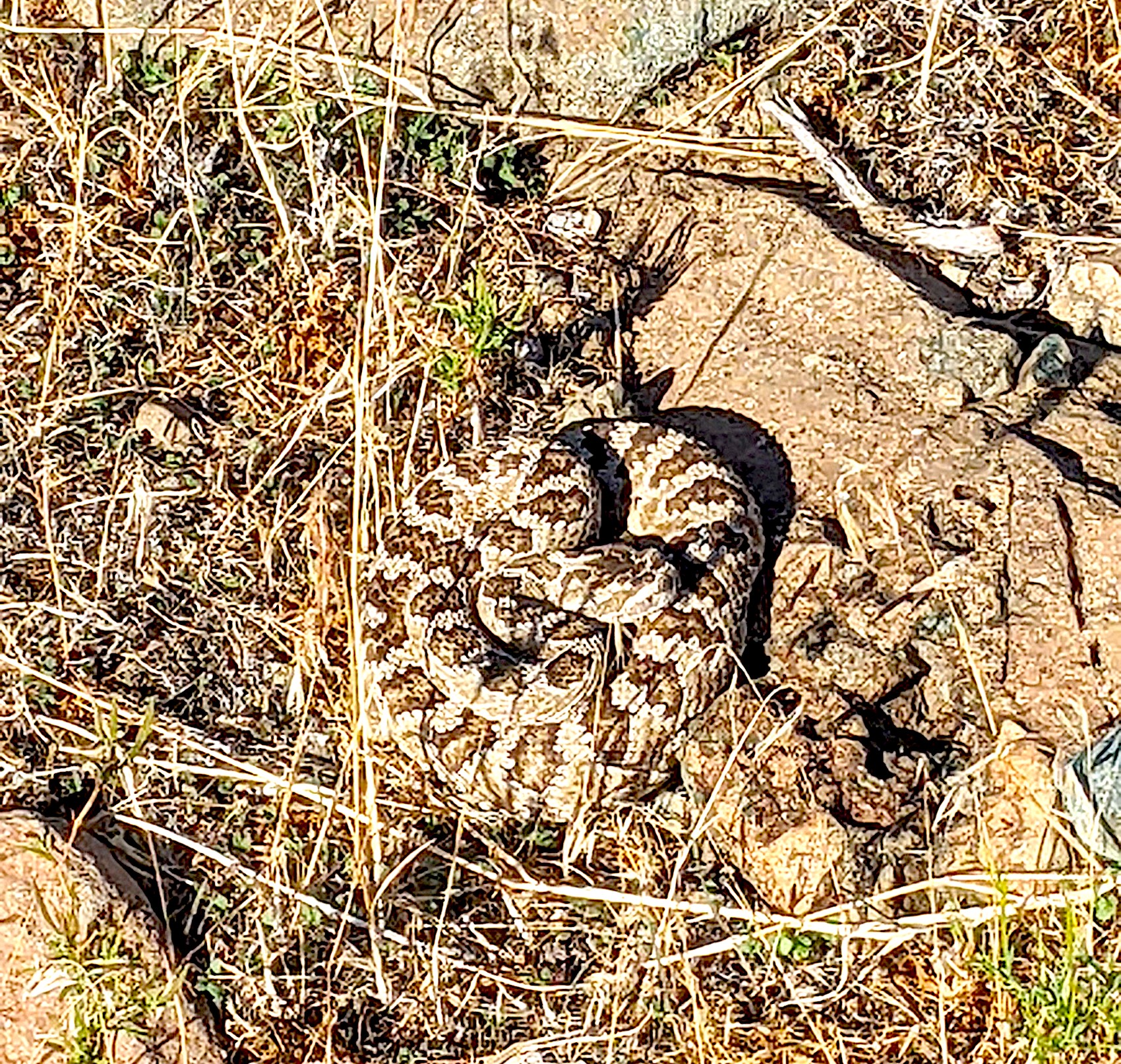 State provides safety tips for rattlesnakes | Serving Minden ...