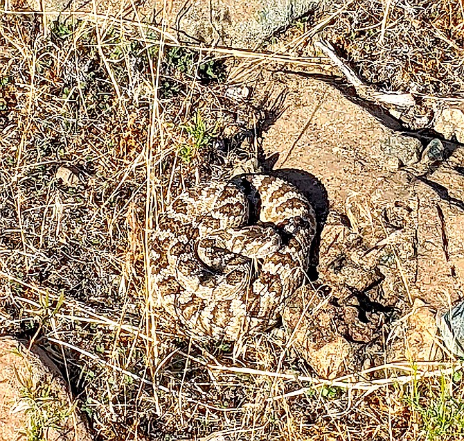 Topaz Ranch Estates resident John Flaherty came across this rattle snake on one of his hikes up the hill above his place.