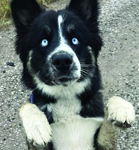 Buddy is a handsome 1-year-old Husky/mix with fabulous blue eyes. He is house and leash trained. Buddy is friendly, active, enjoys running and playing. He is fine with children, dogs and cats.