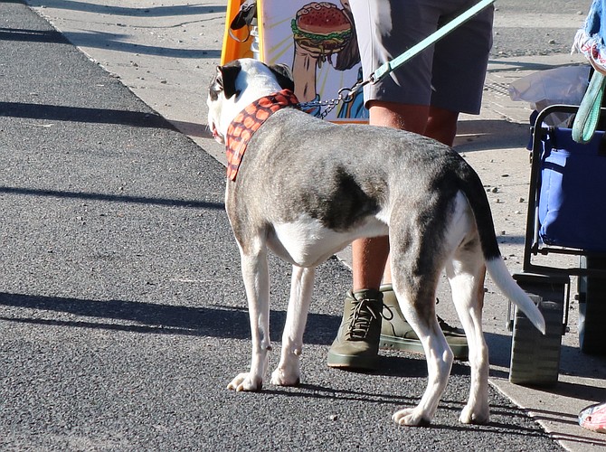 Despite pleas to the contrary, people brought their dogs to the Candy Dance Arts & Crafts Faire