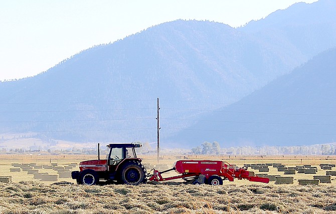 Ranchers south of Muller Lane were making hay while the sun shines on Tuesday afternoon. It looked like a pretty good crop.