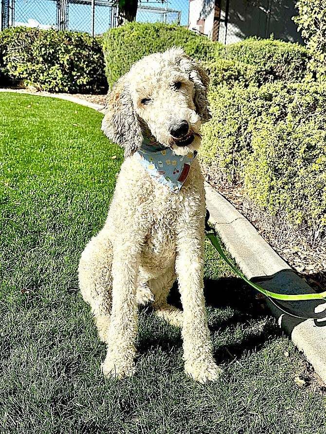 Chance is a 4-year-old poodle mix at the Douglas County Animal Shelter. 
Douglas County Animal Services photo