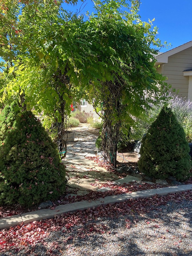 Trumpet vine trellis