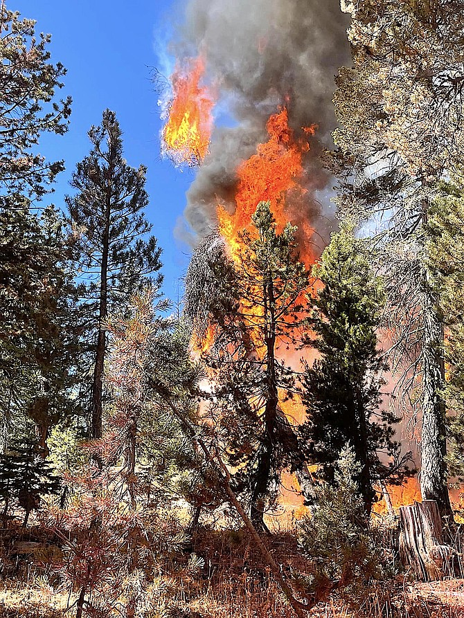 Flames engulf a pine tree in the Peak Fire.