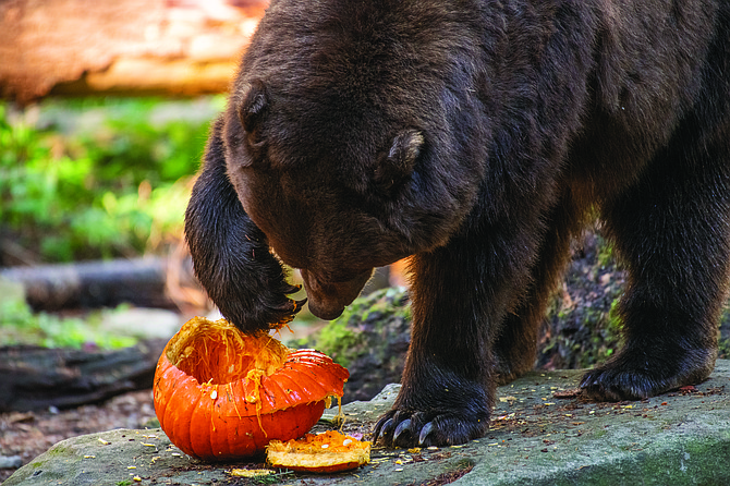 Pumpkin Chomp & Stomp returns to Northwest Trek Wildlife Park Oct. 5-6.