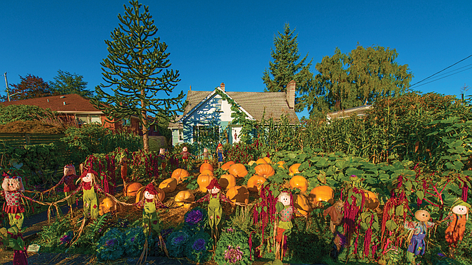 The History of Greg Shaw’s Giant Pumpkin Patch will be one of the stories presented in the new online, ongoing Book IV, MAGNOLIA: More Memories and Milestones, October 26, 2 - 4, Magnolia United Church of Christ.