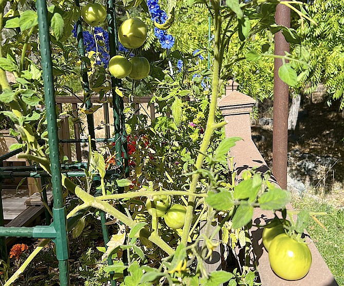 The last tomatoes on the vine on Sunday aren’t going to suddenly ripen before a predicted freeze arrives by Friday.