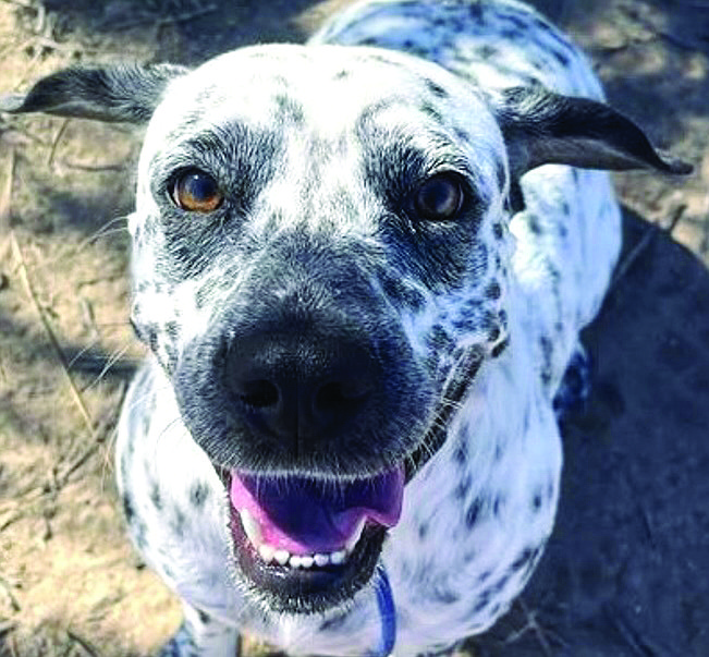 Patsy Cline is a 2.5-year-old Dalmatian/mix with beautiful markings. She came to CAPS pregnant, and now that her babies are grown, she is looking for her happy-ever-after home.