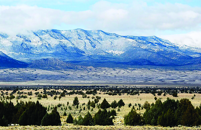 Rocky Mountain juniper groves, known locally as “swamp cedars,” at Bahsahwahbee in Nevada’s Great Basin. (Courtesy of Monte Sanford)