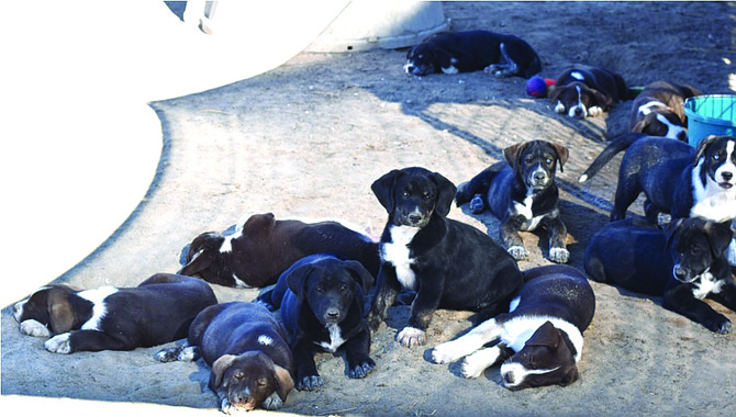 CAPS has 13 adorable Dalmatian/mix puppies that are 9.5 weeks old. Born at CAPS, the puppies are looking for foster homes until adopted. Call CAPS at 775-423-7500 if you would be interested in taking a perfect pup.