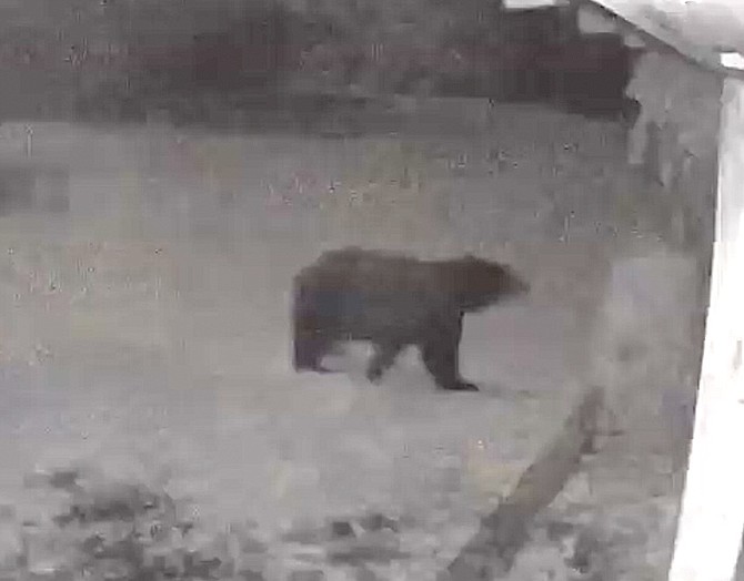 A Ring camera captured video of this bear checking out the grapes at a home north of Genoa early on Oct. 20.