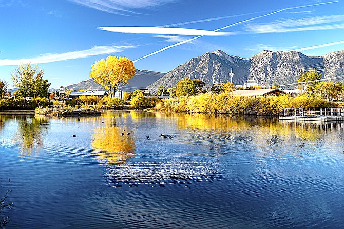 The cottonwood reflected in Seeman Pond on Friday morning. Minden photographer Jay Aldrich said he's been waiting for the tree to turn.