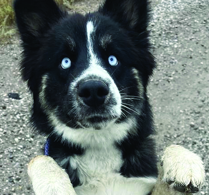 Buddy is a handsome 1-year-old Husky/mix with incredible blue eyes. He is house and leash trained. Buddy is friendly, active, enjoys running, and playing. He is fine with children, dogs, and cats. Buddy is looking for an energetic home where he gets lots of love and interactions. Need a buddy? He is waiting. We have 11 adorable Dalmatian/mix puppies that are 10 weeks old. Born at CAPS, the puppies and are currently looking for foster homes until adopted. Call 775-423-7500.