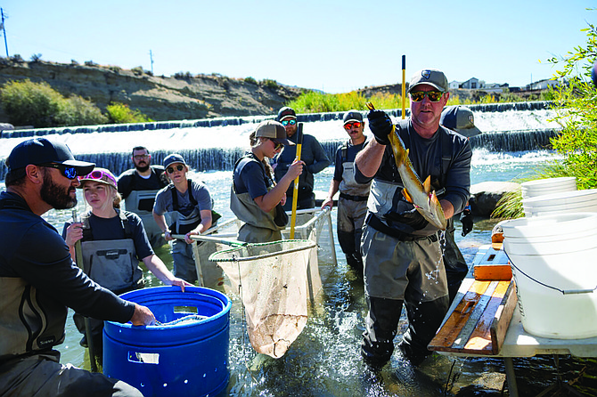 Nevada Department of Wildlife staff and volunteers count and measure fish in the Truckee River in Mogul west of Reno on Oct. 3, 2024. (David Calvert/The Nevada Independent)