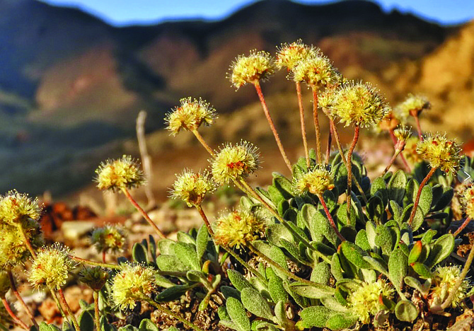 In this photo provided by the Center for Biological Diversity, Tiehm’s buckwheat grows in the high desert in the Silver Peak Range of western Nevada about halfway between Reno and Las Vegas where a lithium mine is planned.