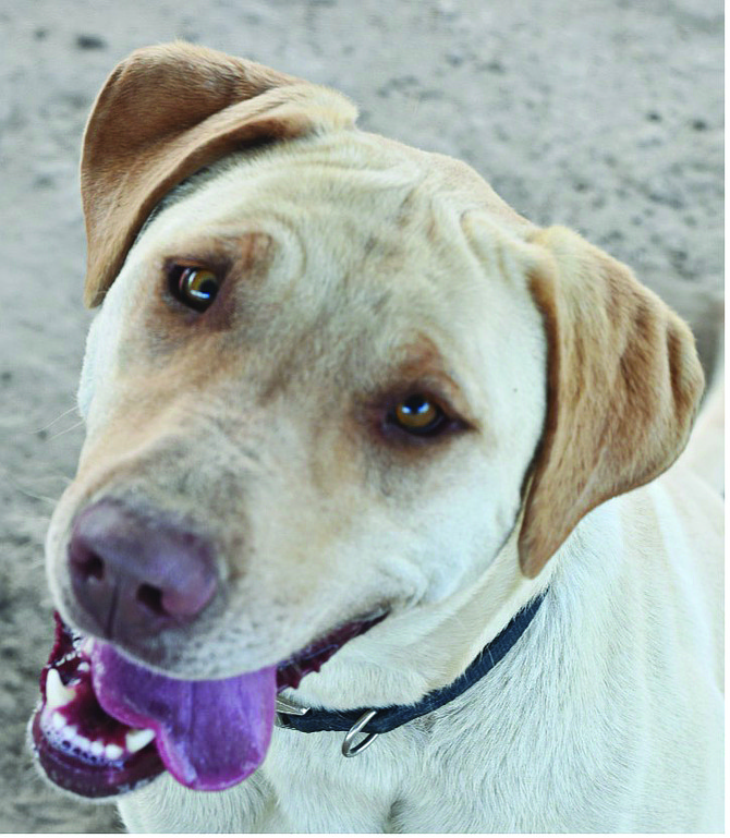 Maggie is a happy 3-year-old Lab/mix who loves people. She is energetic, enjoys water, playing fetch, and knows how to sit. She is looking for an active home without cats or chickens because she isn’t a fan of either.