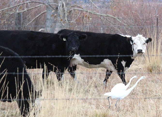 Cows on Park Ranch's Klauber Field mingle with water birds off Muller Lane.