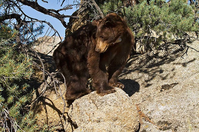 Black bears are reestablishing themselves in northern Nevada, increasing the number of encounters between bears and people.  Photo by Derek Reich, Nevada Department of Wildlife.