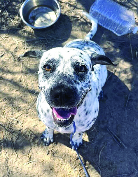 Patsy Cline is a striking 2.5-year-old Dalmatian/mix with beautiful markings. She came to CAPS pregnant, and now that her babies are grown, she is looking for her happy-ever-after home. She is a bit shy but warms up quickly. Patsy is sweet, loves attention, and belly rubs. Can you find room in your heart and home for this sweetheart?
We have 9 adorable Dalmatian/mix puppies who are 15 weeks old. Born at CAPS, the puppies and are currently looking for foster homes until adopted. Call 775-423-7500.