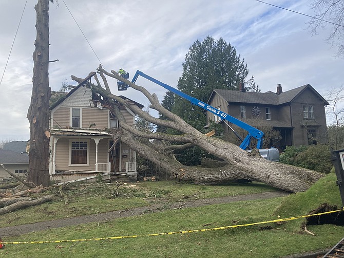 The scale of the American Elm that fell Nov. 19 onto a home on Snohomish's Avenue B, as seen Thursday, Nov. 21.