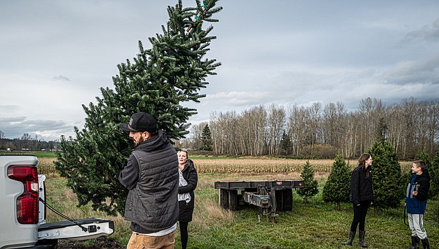 Devin, from Everett, hefts his family’s fresh-cut Christmas tree into the back of a Chevy Silverado as family members Camden, Christina, Cayden and Brianna look on (some out of shot). They’d cut this tree Saturday, Nov. 23 at Snohomish’s Stocker Farms.