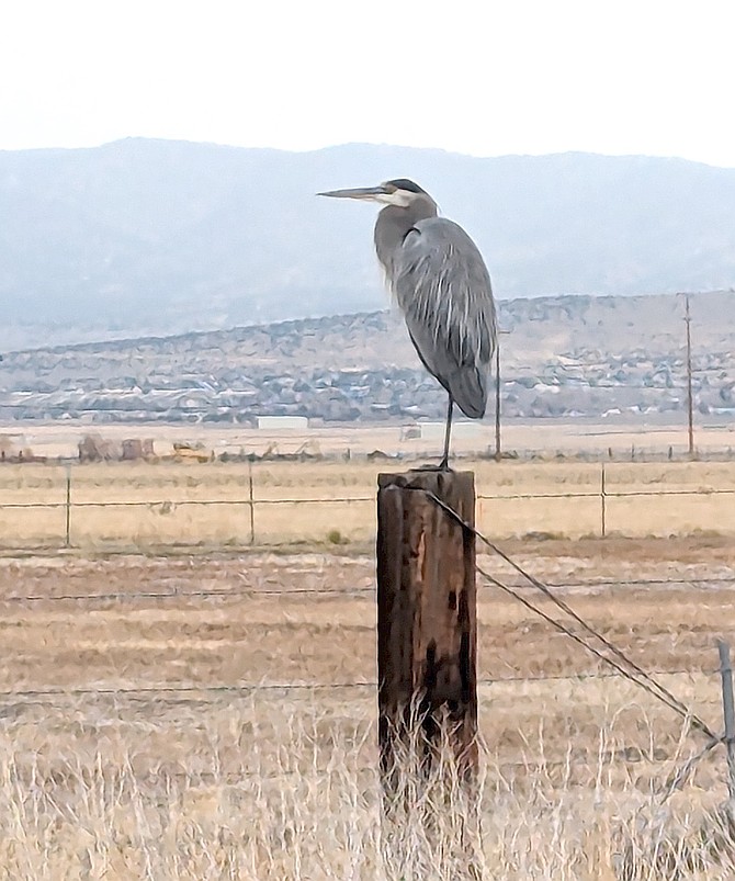 A heron perches on a fence post near Heybourne Road in this photo submitted by Cynthia Miles.