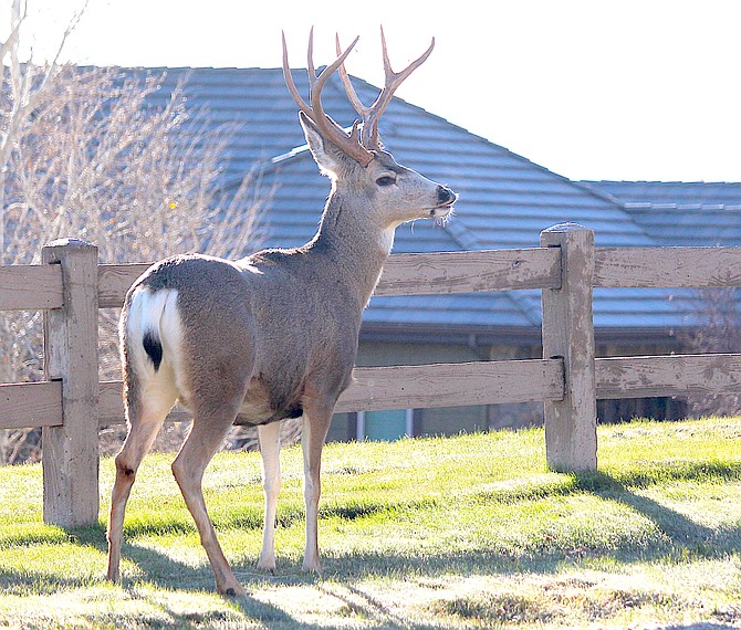 Mr. Buck wishes everyone a happy Thanksgiving.