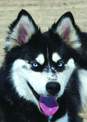 December is a 3-year-old Husky/mix with ice blue eyes and incredible markings. She is active, playful, loves the water, getting attention, and belly rubs.