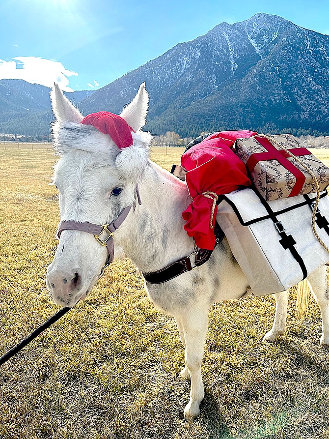 Carson Valley mule Princess Buttercup is ready for Christmas, says photographer Joy Lang.