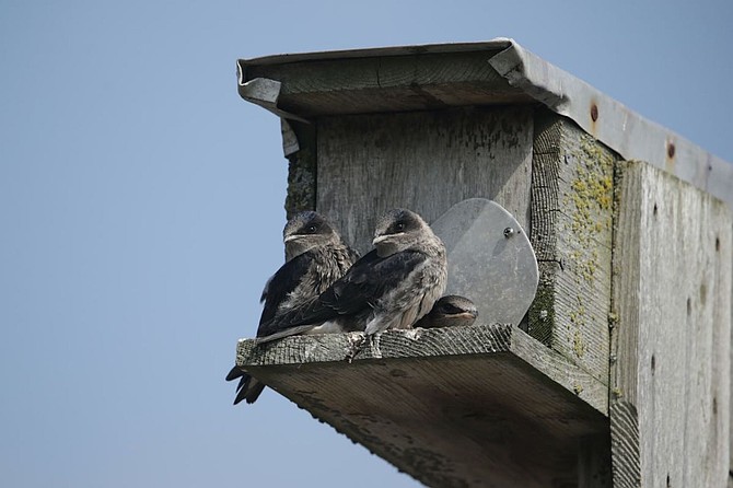 Purple martin hatchlings born in Tacoma will soon migrate to Brazil.