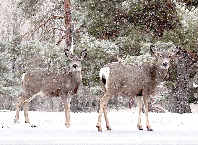 Deer wait for traffic before crossing Jacks Valley Road north of Genoa Saturday morning.