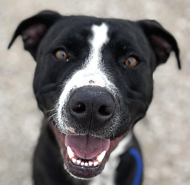 Star is a sweet 1-year-old Pitbull-mix with an adorable star shape on her head. Housetrained, she loves people, responds to a whistle, and knows how to sit. Star could be a basketball star because she can jump very high and needs a good secure fence.