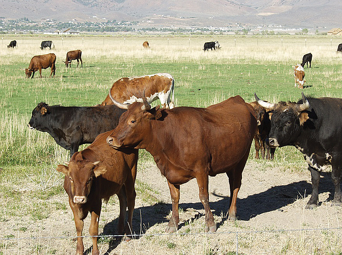 The University of Nevada, Reno will host the Cattlemen’s Update in January.