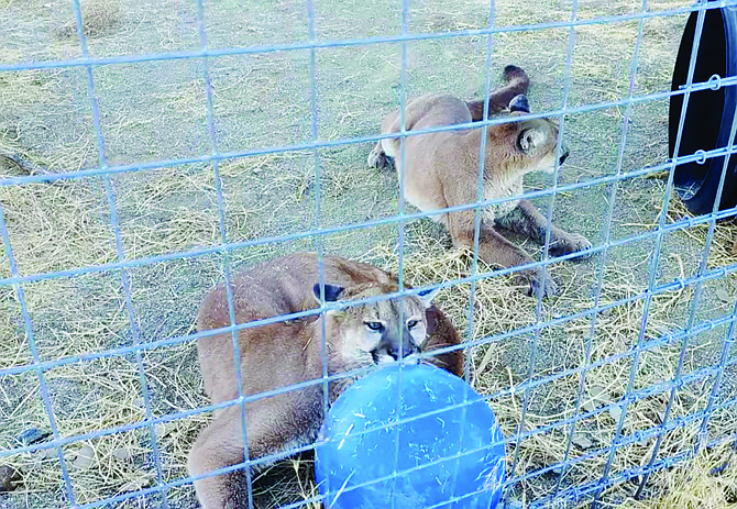 While the matching campaign reached its limit, any additional donations will be applied toward a special project—creating a new habitat for Melanie and Joan, two cougar sisters rescued as orphaned cubs.