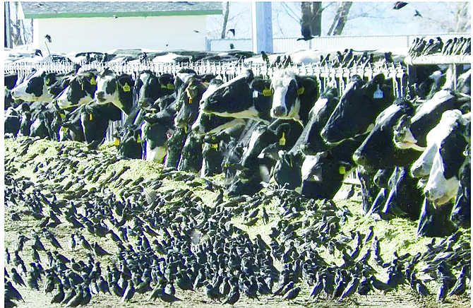 A flock of European starlings litter a feedlot in Fallon, Nev., several years ago.