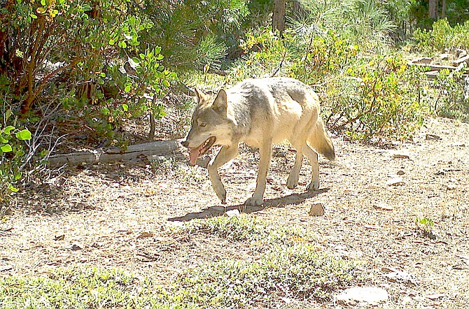 A wolf from the Antelope pack north of Lake Tahoe.