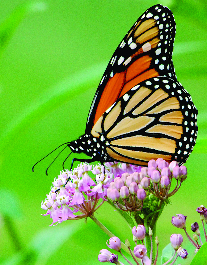 A monarch butterfly sipping nectar from swamp milkweed.