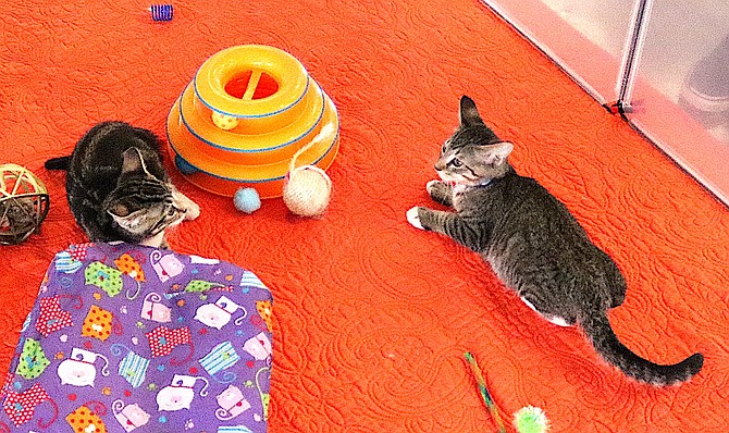 Kittens play in an enclosure during October's PetaPalooza hosted by the Douglas Animal Welfare Group at the Fairgrounds.