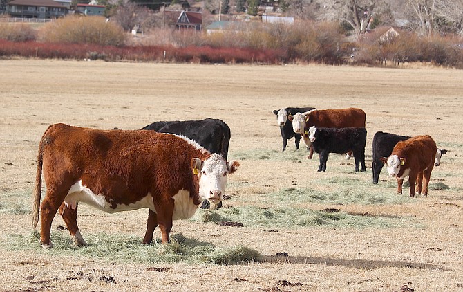 Mama and baby cows eat their breakfast in Genoa. University of Nevada, Reno will host the annual Cattlemen’s Update in person and virtually, Jan. 13-17.