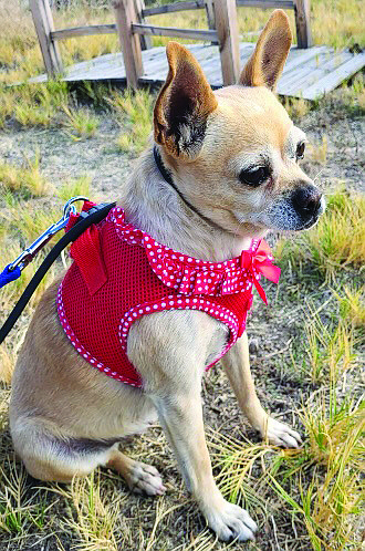 Mini Miss is a sweet 7-year-old Chihuahua-mix. She is gentle, friendly and likes dogs.