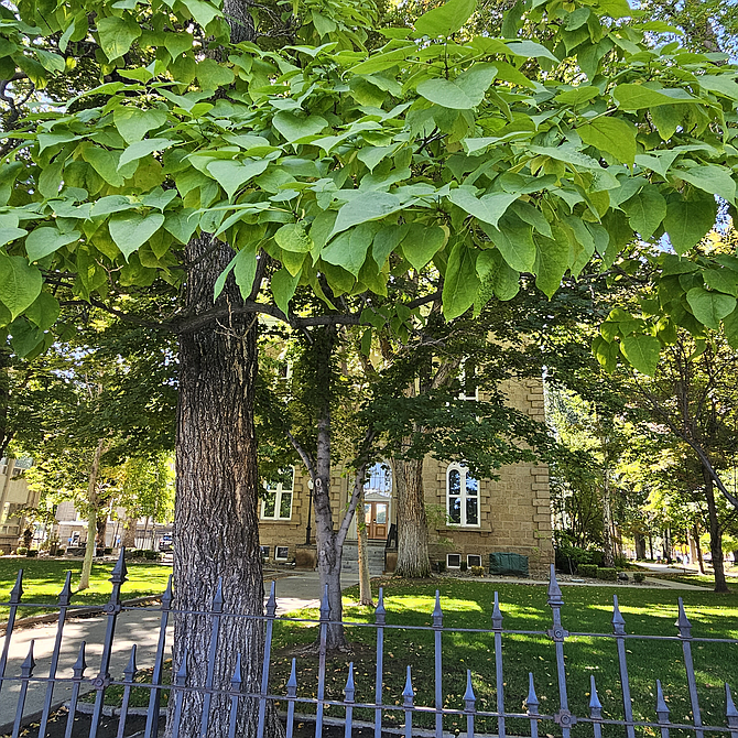 This Northern Catalpa tree stands sentry at the north entrance of the Nevada Capitol. It is estimated to be 100 years old.