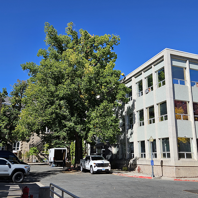 The Washington Elm today stands sentinel over workers at the south entrance to the Blasdell Building just to the east of the Capitol.